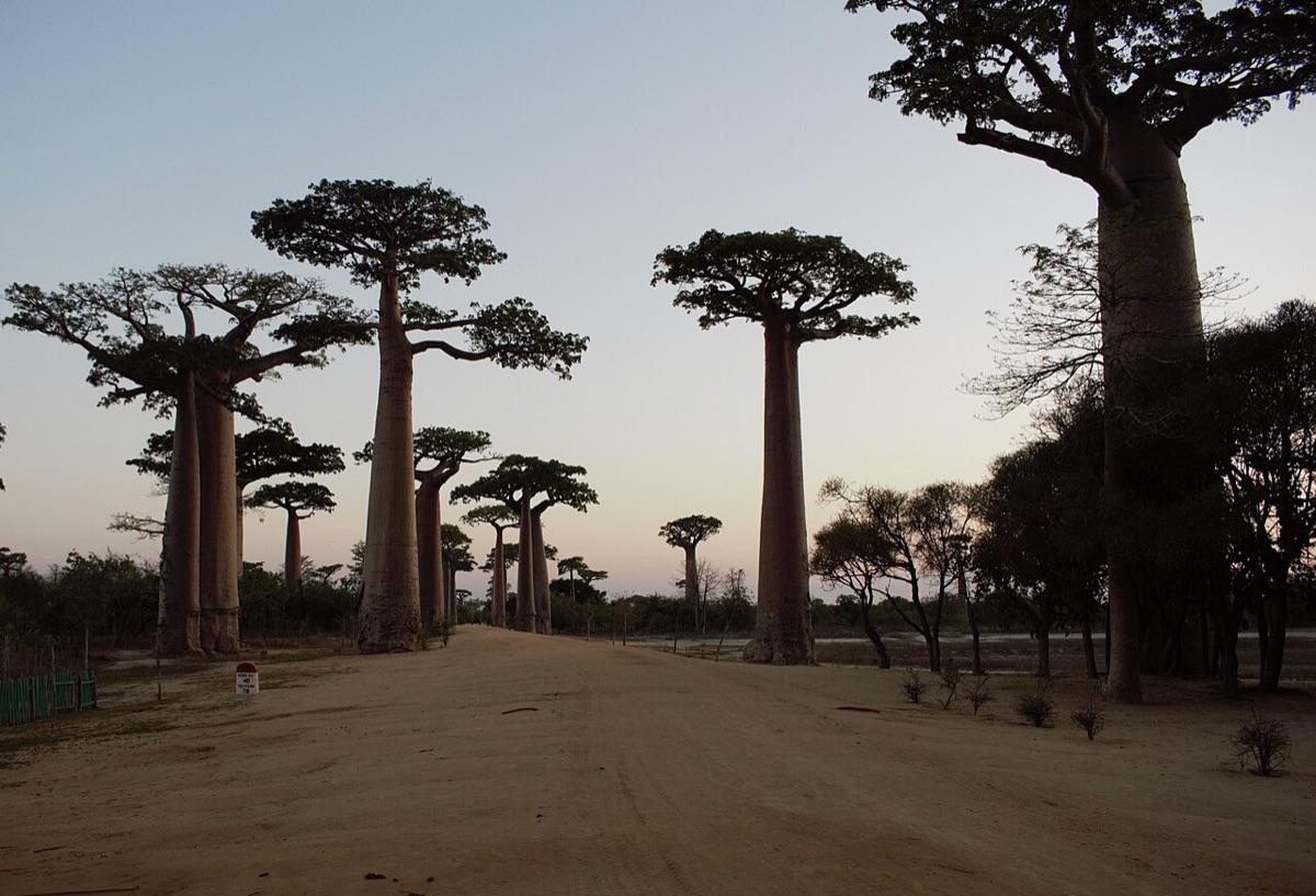 Madagascar — the Avenue of the Baobabs near Morondava at dusk