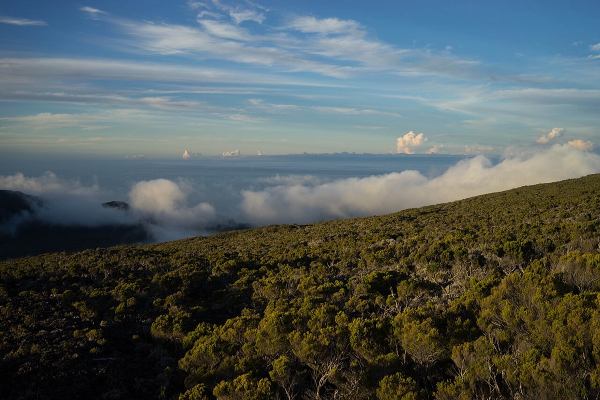 Réunion — highland moorland above the clouds at golden hour, near the Piton de la Fournaise